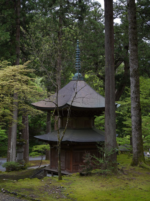 【福井×永平寺】空気が一変！深い緑に囲まれた参道