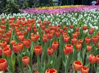  อัปเดตทิวลิปสุดสวยที่ Miracle of Natural