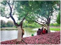 Spring @ Kunming