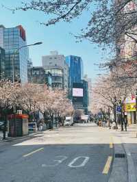 April Blooming in Seoul and in Soul🌸🌸