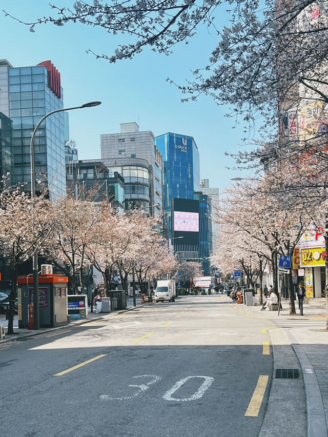 April Blooming in Seoul and in Soul🌸🌸