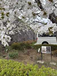 淡くて優しい春｜Taihaku Sakura at Kofu Yumekouji 