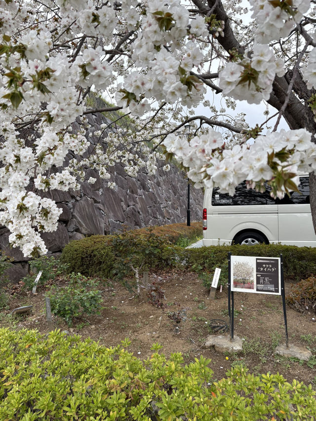 淡くて優しい春｜Taihaku Sakura at Kofu Yumekouji 