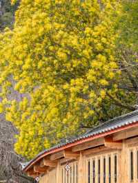 อุทยานน้ำหยก Lijiang Jade Water Village 