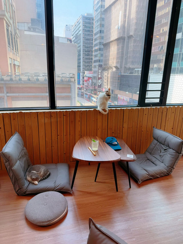 必去貓cafe❤️