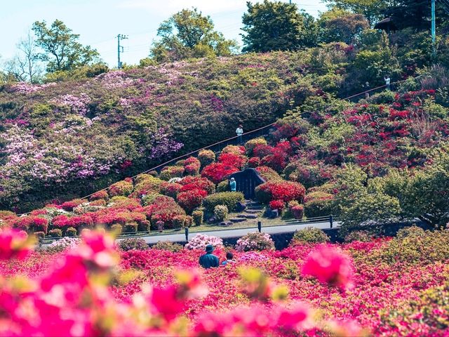 Komuroyama in Color: A Blooming Spring Escape