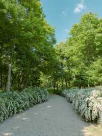 나무 사이 햇살 쏟아지는 숲속 산책길 🌳☀️