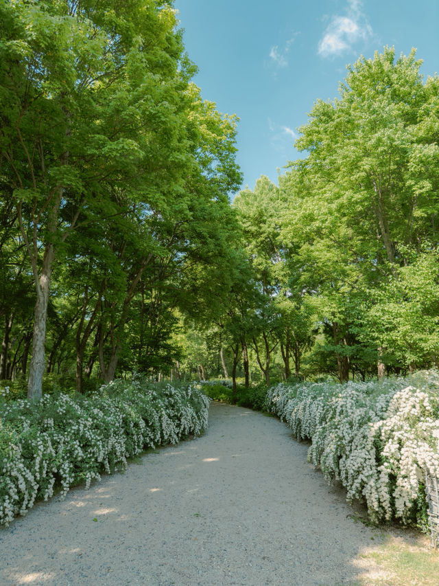 나무 사이 햇살 쏟아지는 숲속 산책길 🌳☀️