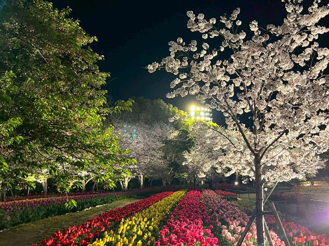 【なばなの里で夜のチューリップを見よう】