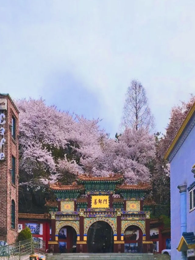 Hwadojin Park: A Riverside Retreat Blooming in Spring 🌸🌊🚶‍♀️