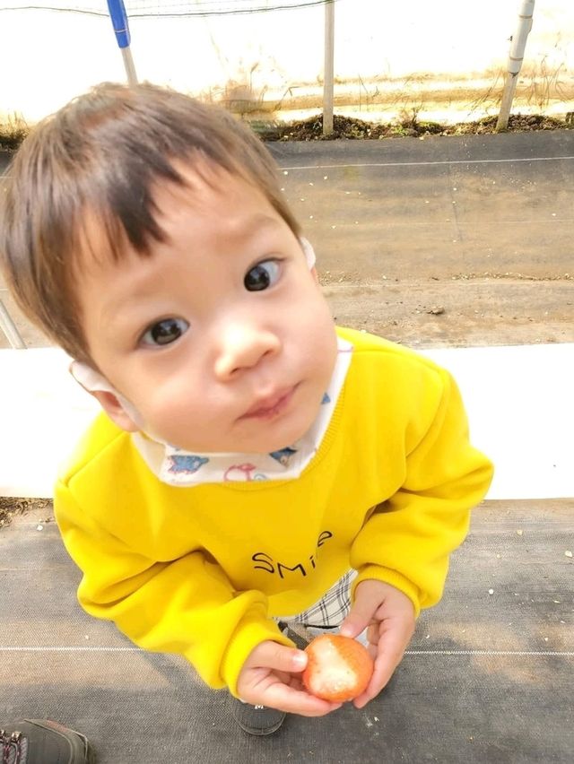 來群馬縣原田農場採超大又甜的草莓吧