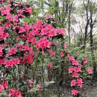 一抹山林紅：獅仔頭山春日金毛杜鵑花季