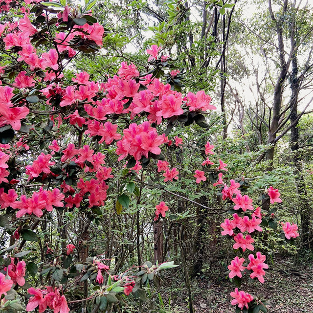 一抹山林紅：獅仔頭山春日金毛杜鵑花季