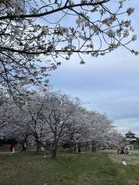 Fukuoka Castle Ruins day & night views