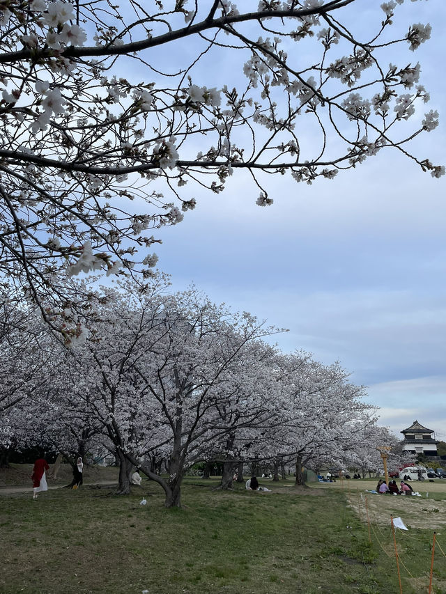 Fukuoka Castle Ruins day & night views