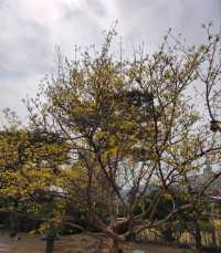木槿花公園/舍廊房