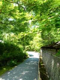 【京都】青紅葉、苔の緑、空、水の流れに魅了される素晴らしい空間