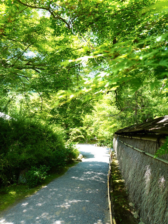 【京都】青紅葉、苔の緑、空、水の流れに魅了される素晴らしい空間