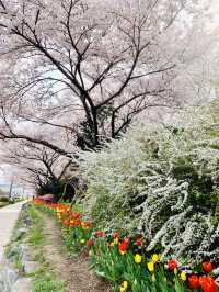 Spring Serenity in Busan: A Dreamy Sakura Escape Along Nakdong River!
