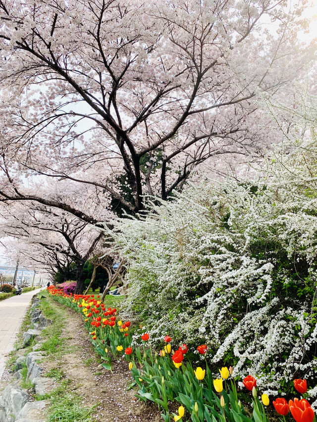 Spring Serenity in Busan: A Dreamy Sakura Escape Along Nakdong River!