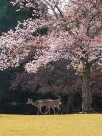 大阪・京都から1 Day Trip🌸🦌