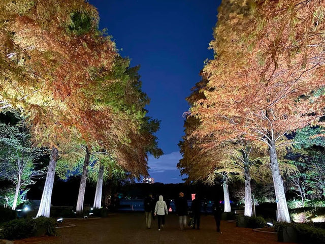 大阪長居植物園💕燈光秀✨夢幻世界