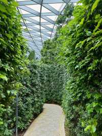 A Fun Challenge: Hedge Maze at Jewel Changi Airport 