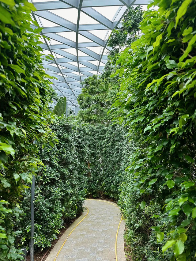 A Fun Challenge: Hedge Maze at Jewel Changi Airport 
