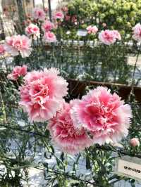 Spring Blossoms at the Kagawa Horticulture Center
