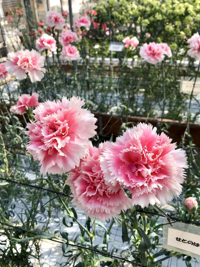 Spring Blossoms at the Kagawa Horticulture Center