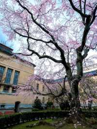 Kyoto Prefectural Office Old Building — A Hidden Cherry Blossom Sanctuary