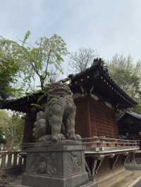 東京｜牛嶋神社的櫻花魅力