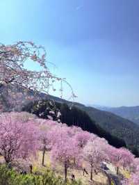 Nara in Bloom: Where History Meets Hanami
