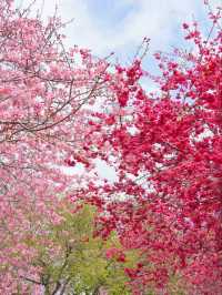 Where Cherry Blossoms Meet Tea Dreams: A Journey to Yongfu’s Sakura Paradise