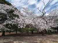 🌸 Sakura & Serendipity: My Perfect Day at Yoyogi Park 🌸