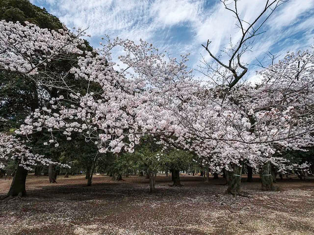 🌸 Sakura & Serendipity: My Perfect Day at Yoyogi Park 🌸