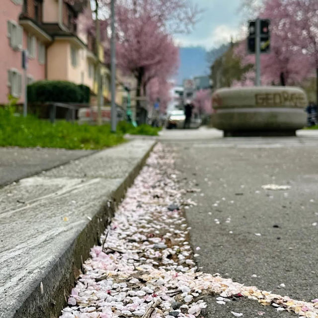 Spring Blooms in Zurich: A Floral Wonderland