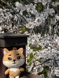 釜山賞櫻之旅