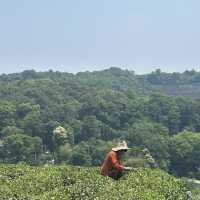 上海、蘇州與杭州5日遊