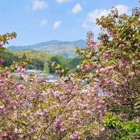 美しく咲き誇る700本の八重桜