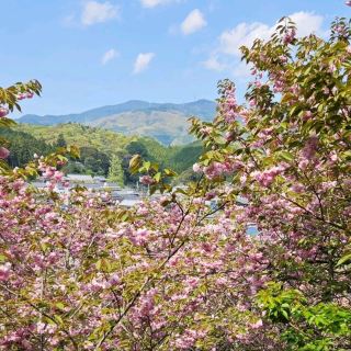 Beautifully blooming 700 double cherry blossom trees.