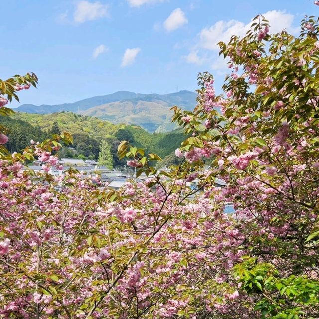 美しく咲き誇る700本の八重桜