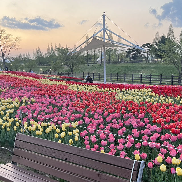 매년 방문해줘야하는 청주 꽃여행 문암생태공원 🌷