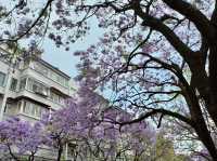 “Spring’s Eternal Kiss: Cherry Blossoms of Kunming”