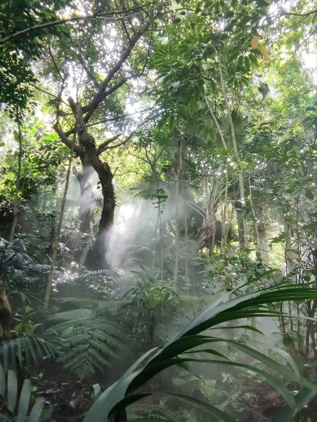 植物種類繁多的廈門園林植物園