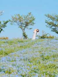 Nemophila-Công viên ven biển Maishima