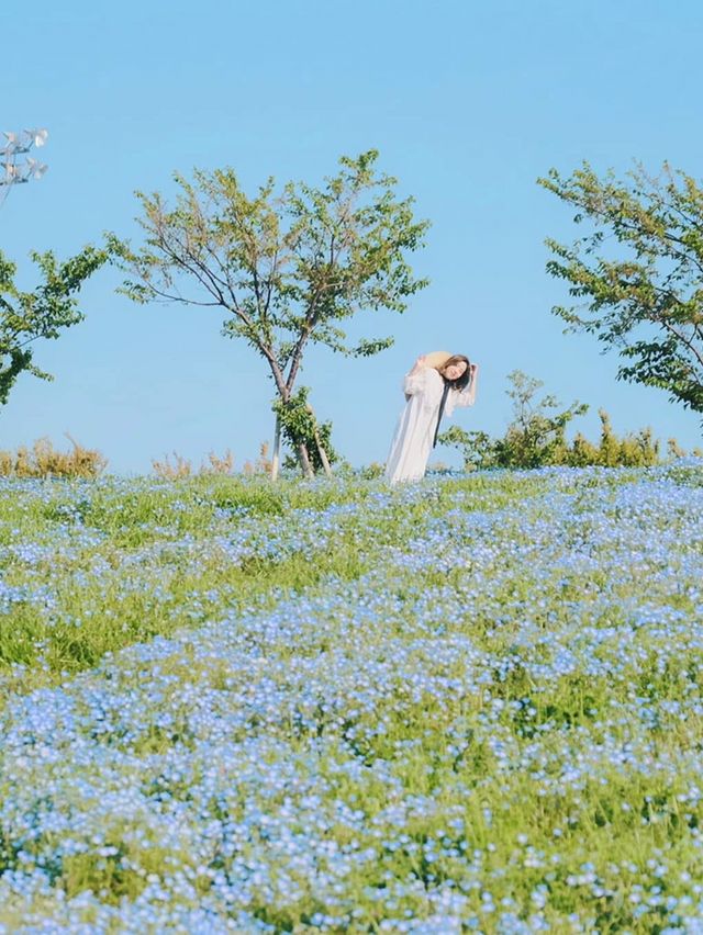 Nemophila-Công viên ven biển Maishima