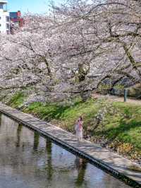 🌸พาชมซากุระสวยๆริมคลอง Matsukawa เมืองโทยาม่า