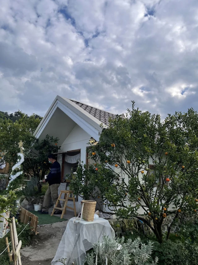 🍊🏞️ สวนส้มจินจู เชียงใหม่ 🏞️🍊