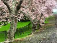 Spring in Auckland – Fresh, Vibrant, and Full of Life